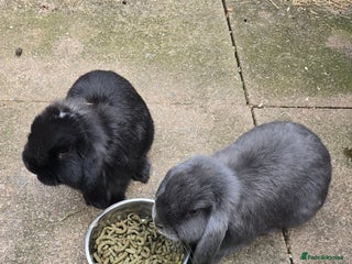 Mini Lop rabbits - Advert 1