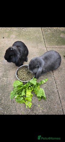 Mini Lop rabbits - Advert 8