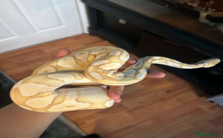 Python Snake reptiles - Advert 1
