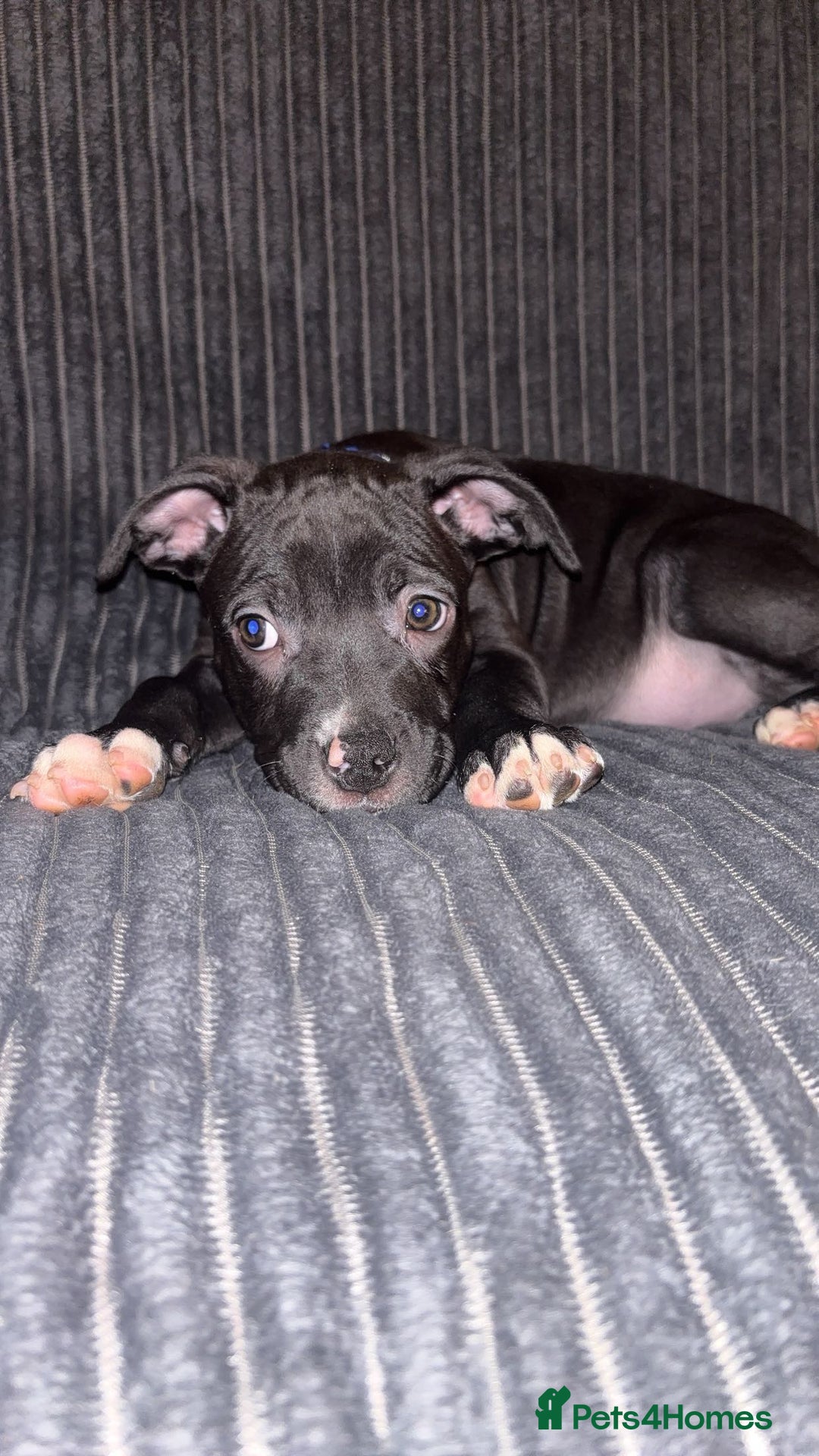 Mixed Breed dogs for sale: Staffy Cross puppy looking for forever home🏡 - Advert 4