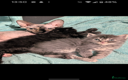 Mixed Breed cats for sale: Spynx X maincoon  - Image 15