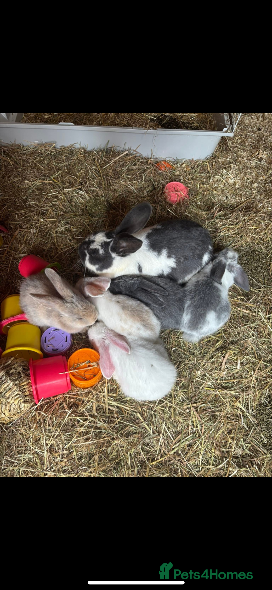 Mixed Breed rabbits Baby bunnies  - Advert 2