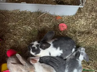 Mixed Breed rabbits Baby bunnies - Advert 2