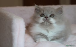 British Shorthair cats for sale: BSH/BLH Females TICA Reg  - Image 11