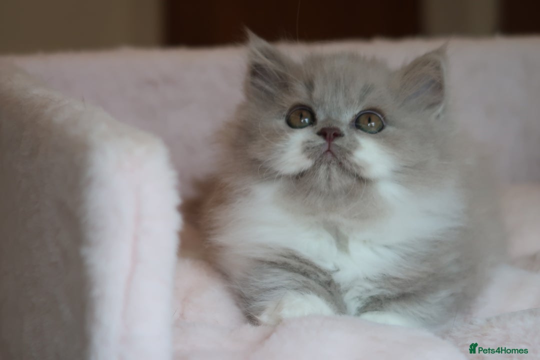 British Shorthair cats for sale: BSH/BLH Females TICA Reg  - Image 11