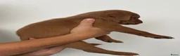 Labrador Retriever dogs for sale: DNA Clear KC Reg Exceptional Working Lines  - Advert 8