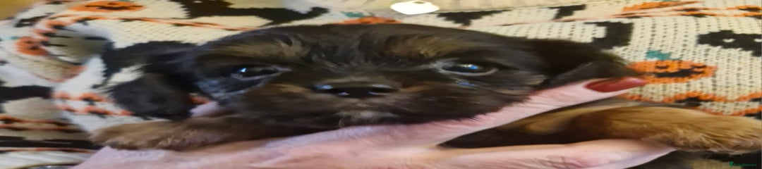 Salem