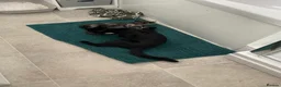 Mixed Breed cats for sale: 1 x boy black 1 x girl  in Gillingham - Advert 7