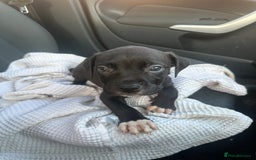 Mixed Breed dogs for sale: Staff x cane corso puppies - Image 33