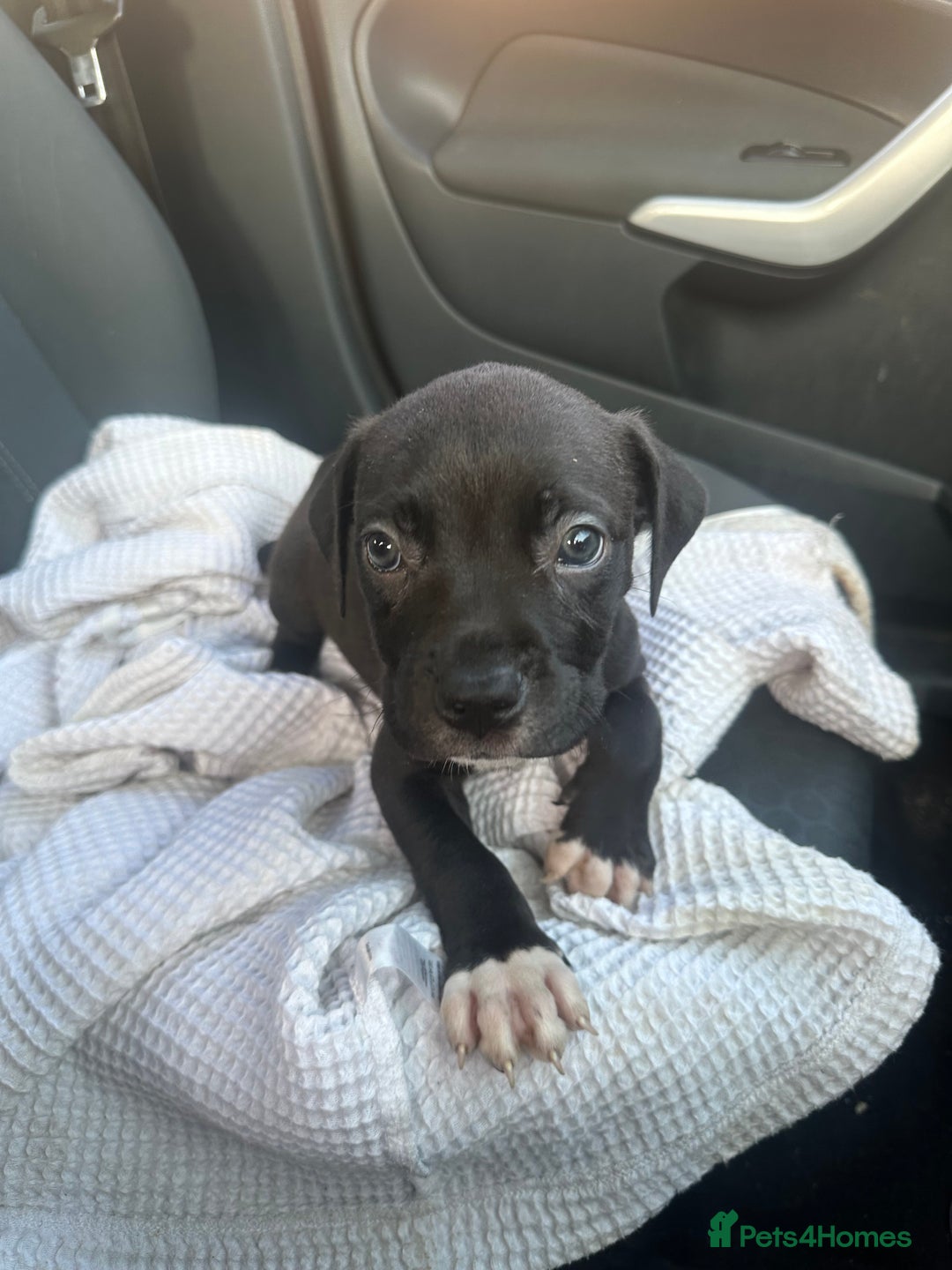 Mixed Breed dogs for sale: Staff x cane corso puppies - Image 33