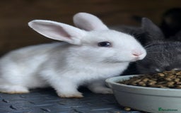 Mini Lop rabbits for sale: Mini Rex x Mini Lop - Image 6