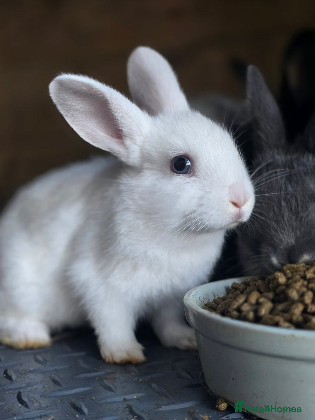 Mini Lop rabbits for sale: Mini Rex x Mini Lop - Image 6