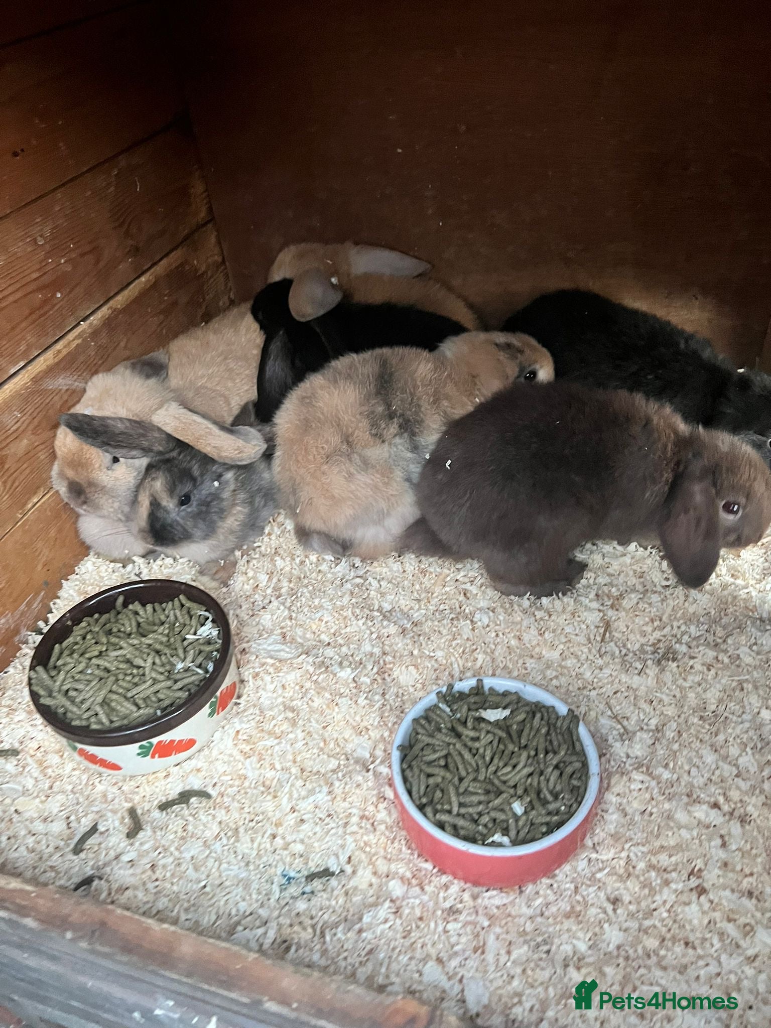 Mixed Breed rabbits 7 baby lops - Advert 1