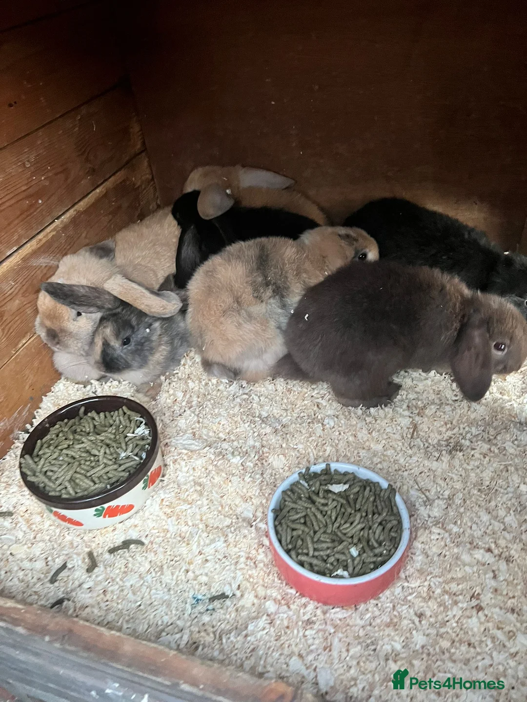 Mixed Breed rabbits for sale: 7 baby lops - Advert 1