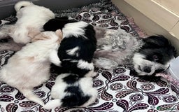 Mixed Breed dogs for sale: Havanese and shi tzu puppy - Image 3
