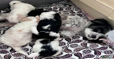Mixed Breed dogs - Advert 2