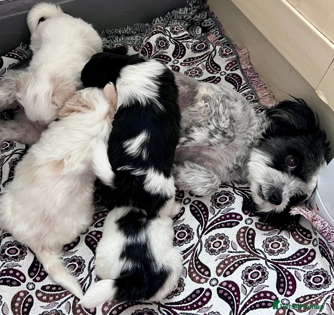 Mixed Breed dogs for sale: Havanese and shi tzu puppy - Image 3