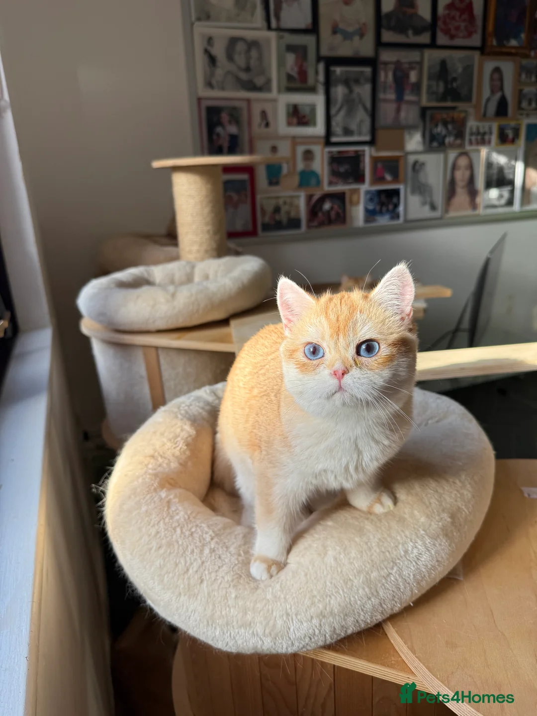 British Longhair cats for sale: GCCF reg BLH Last Chocolate Golden Male - Advert 14