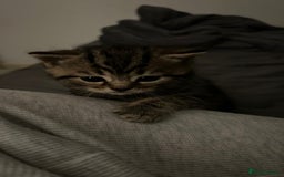 British Shorthair cats for sale: 4 Beautiful British Shorthair cross Kittens  - Image 7