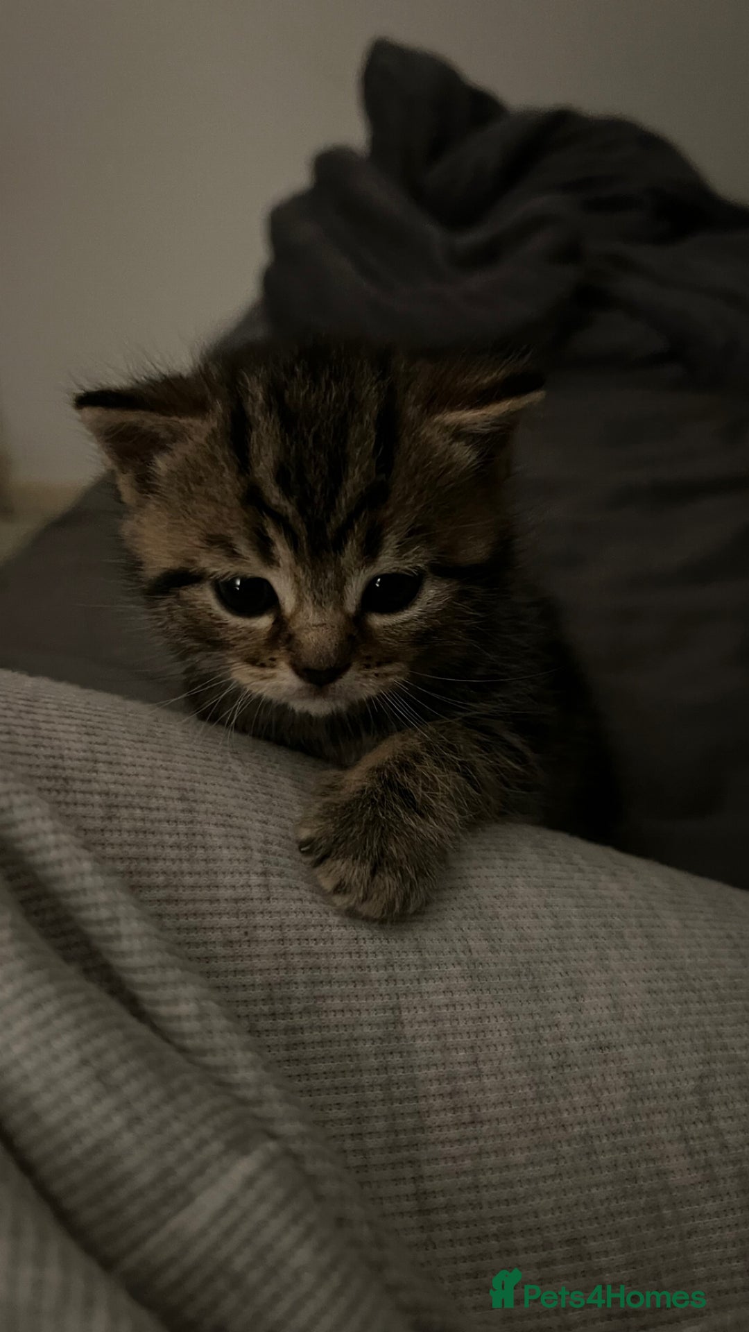British Shorthair cats for sale: 4 Beautiful British Shorthair cross Kittens  - Image 7