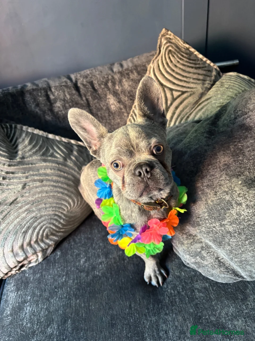 French Bulldog dogs for sale: Small frenchie 1 years old  in West Malling - Advert 3