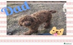 Shihpoo dogs for sale: Shihpoo puppys  - Image 5