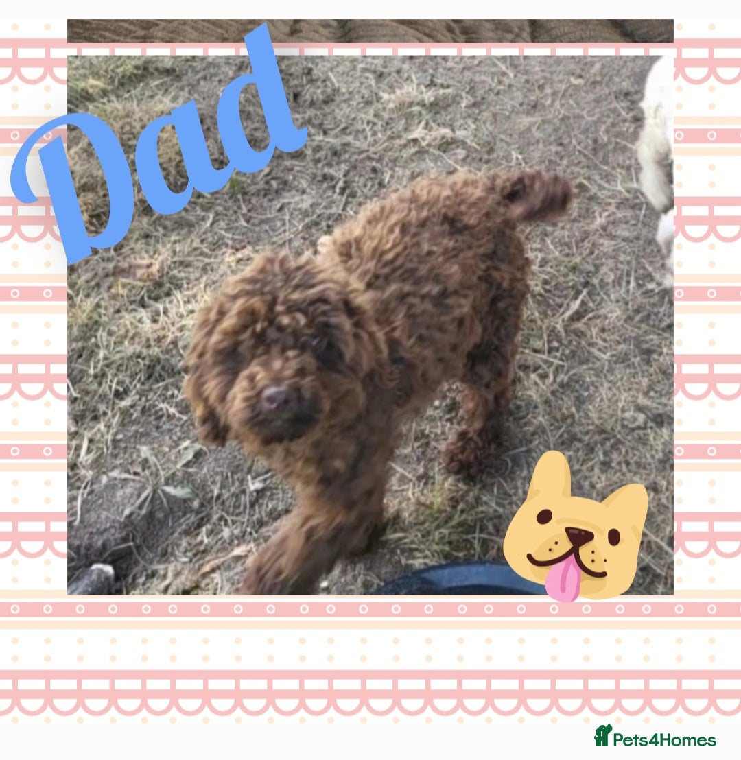 Shihpoo dogs for sale: Shihpoo puppys  - Image 5