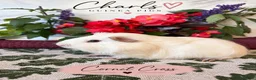 Guinea Pig rodents for sale: LOTS of Friendly baby Boys 🩵 - Advert 4