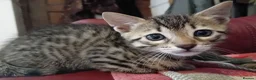 Bengal cats for sale: 4x Girls & 4x Boys – Stunning Bengal cross Kittens - Advert 16