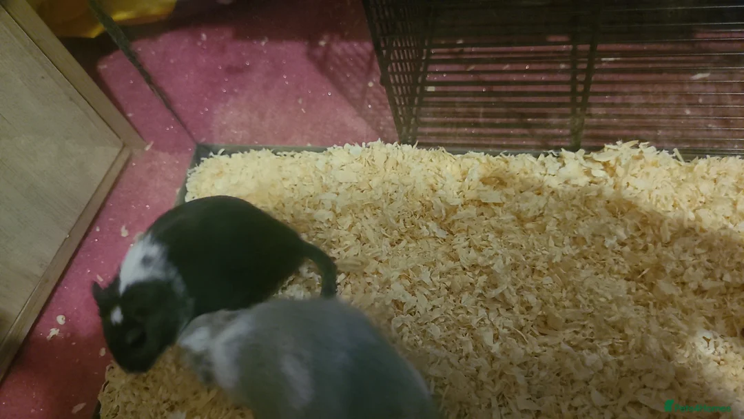 Gerbil rodents for sale: 2 male gerbils in Horncastle - Advert 2