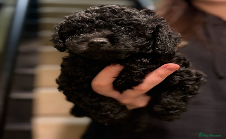 Shihpoo dogs - Advert 2