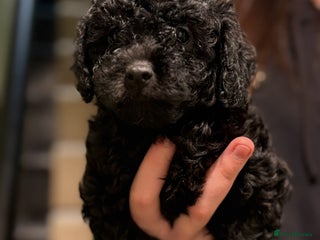 Shihpoo dogs - Advert 29