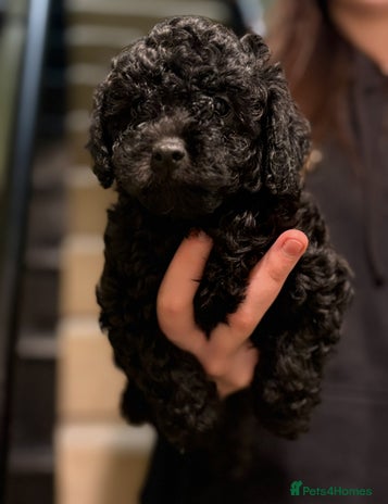 Shihpoo dogs - Advert 2