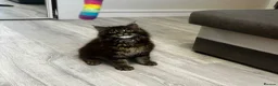 Maine Coon cats for sale: Pedigree Maine Coon Male Kitten - Advert 11