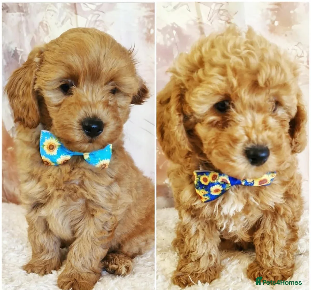 Cavapoo dogs for sale: Gorgeous little Cavapoo puppies  - Advert 1