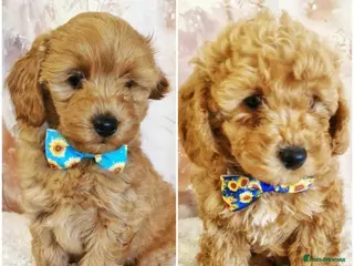 Cavapoo dogs Gorgeous little Cavapoo puppies - Advert 1