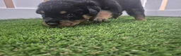 Rottweiler dogs for sale: Adorable, Confident, Chunky KC Rottie Pups  - Advert 9