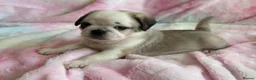 Pug dogs for sale: Beautiful pug puppies (4 males) available in Tiverton - Advert 11