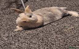 Dwarf Lop rabbits for sale: 2 rabbits one male and female - Advert 3