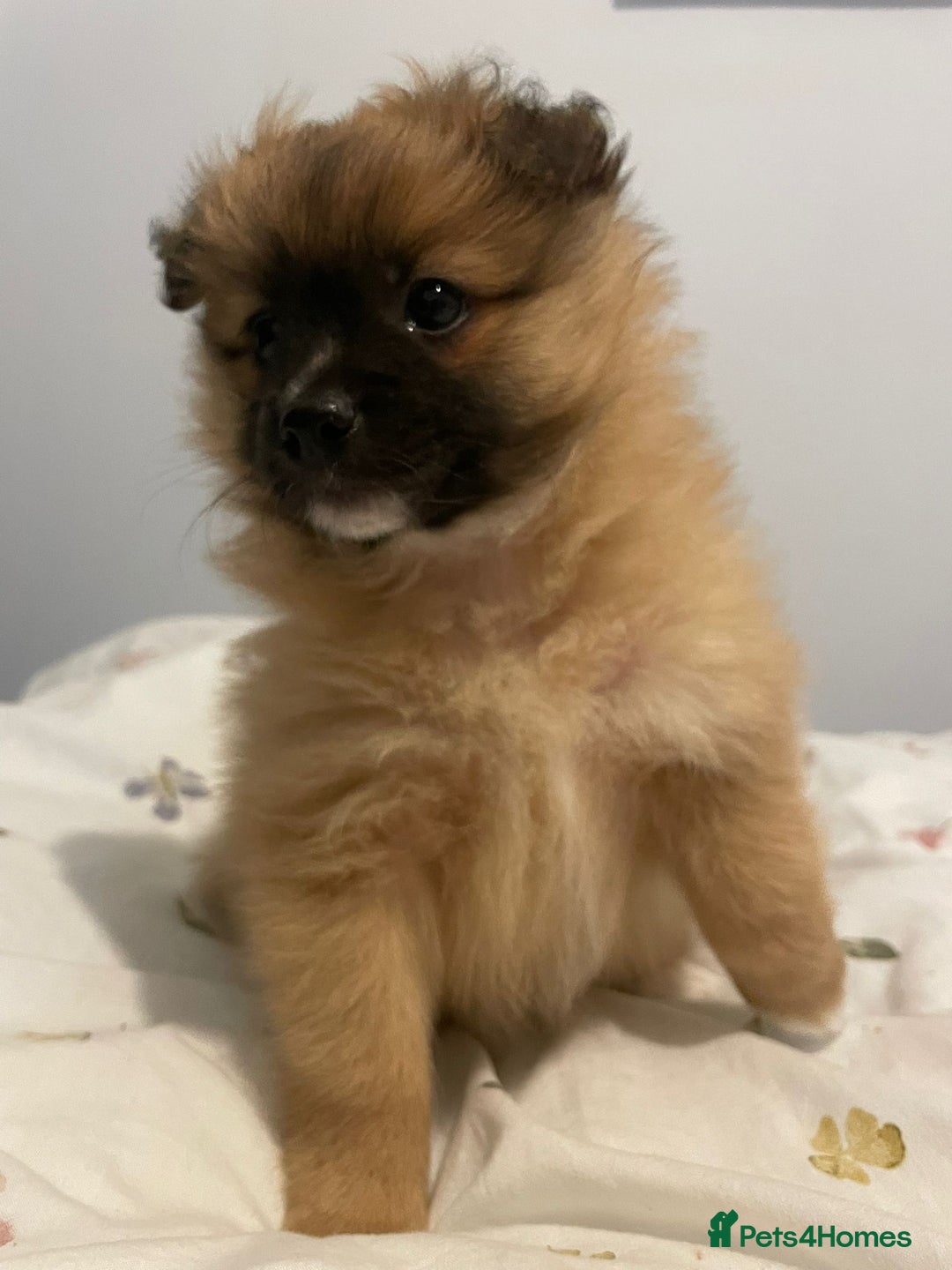Pomeranian dogs for sale: Pomeranian puppies for sale - Advert 2
