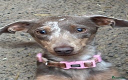 Mixed Breed dogs for sale: 5 beautiful chiweenies  - Advert 1