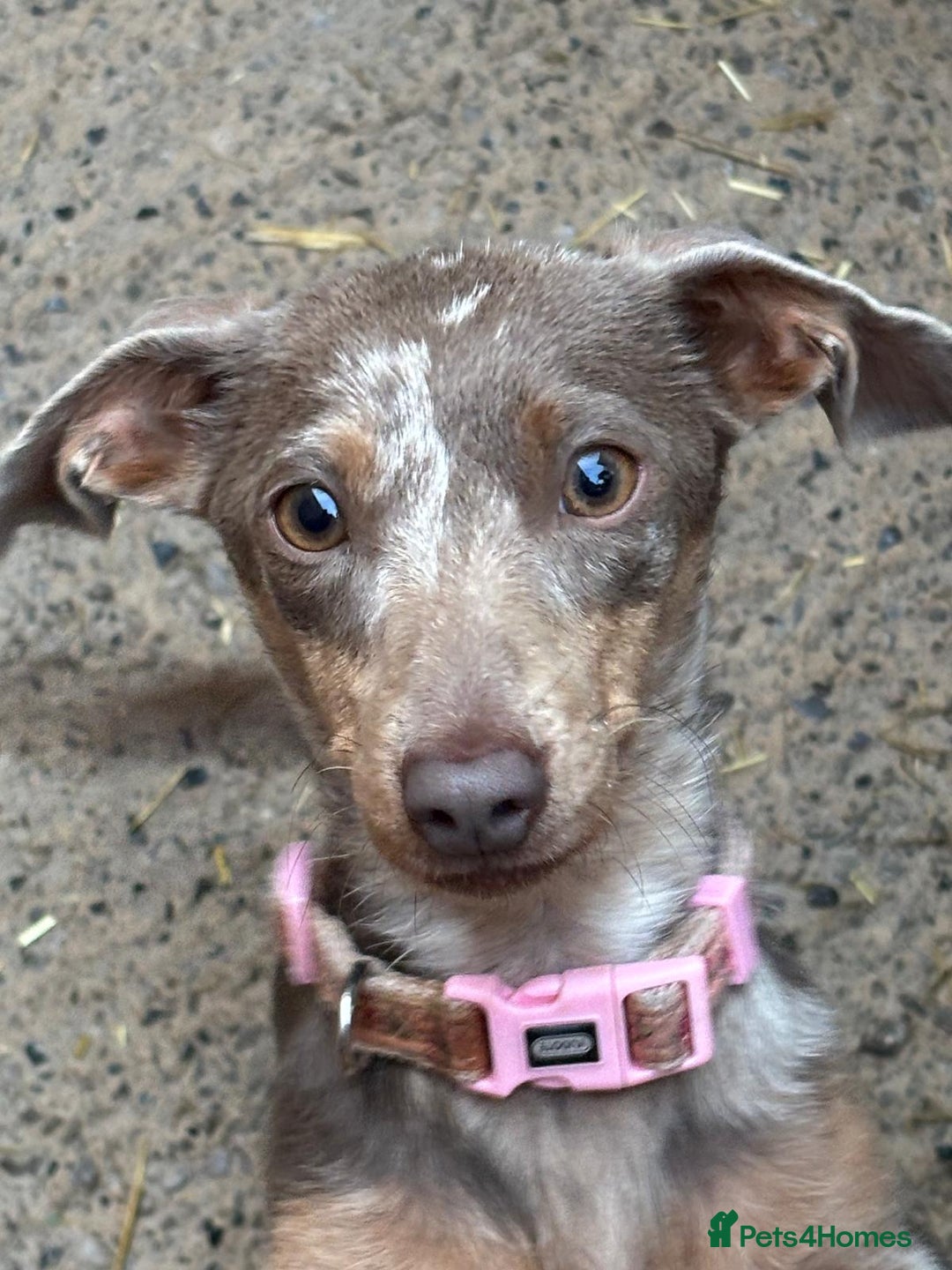 Mixed Breed dogs for sale: 5 beautiful chiweenies  - Advert 1