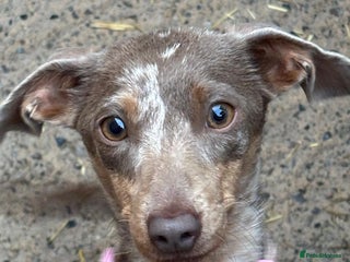 Mixed Breed dogs for sale: 5 beautiful chiweenies - Advert 1