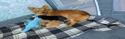 Mixed Breed dogs for sale: Pomeranian X Dachsand x Yorkie - Advert 1