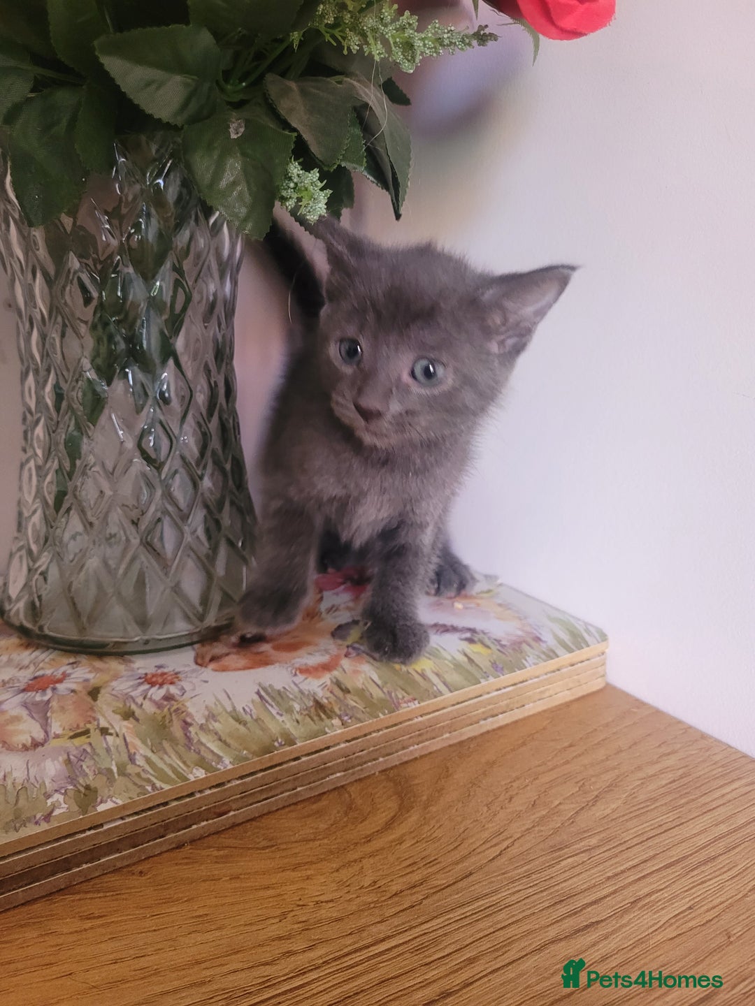 Mixed Breed cats for sale: Stunning kittens - Image 8