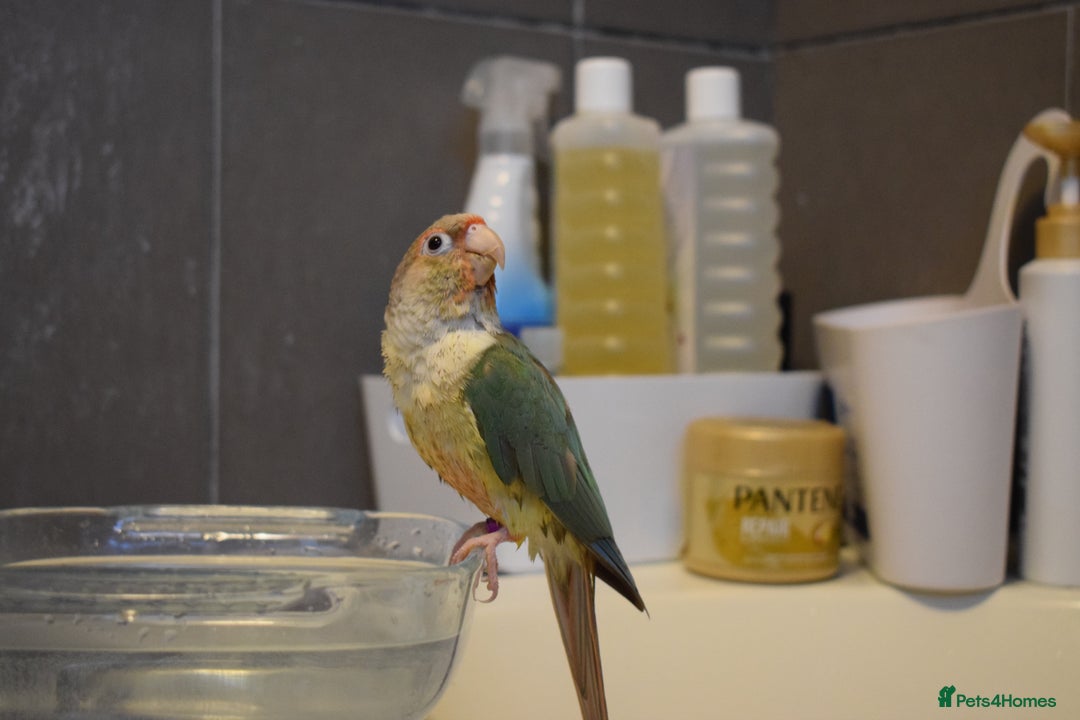 Conures birds for sale: Kiwi and Rico  - Image 3