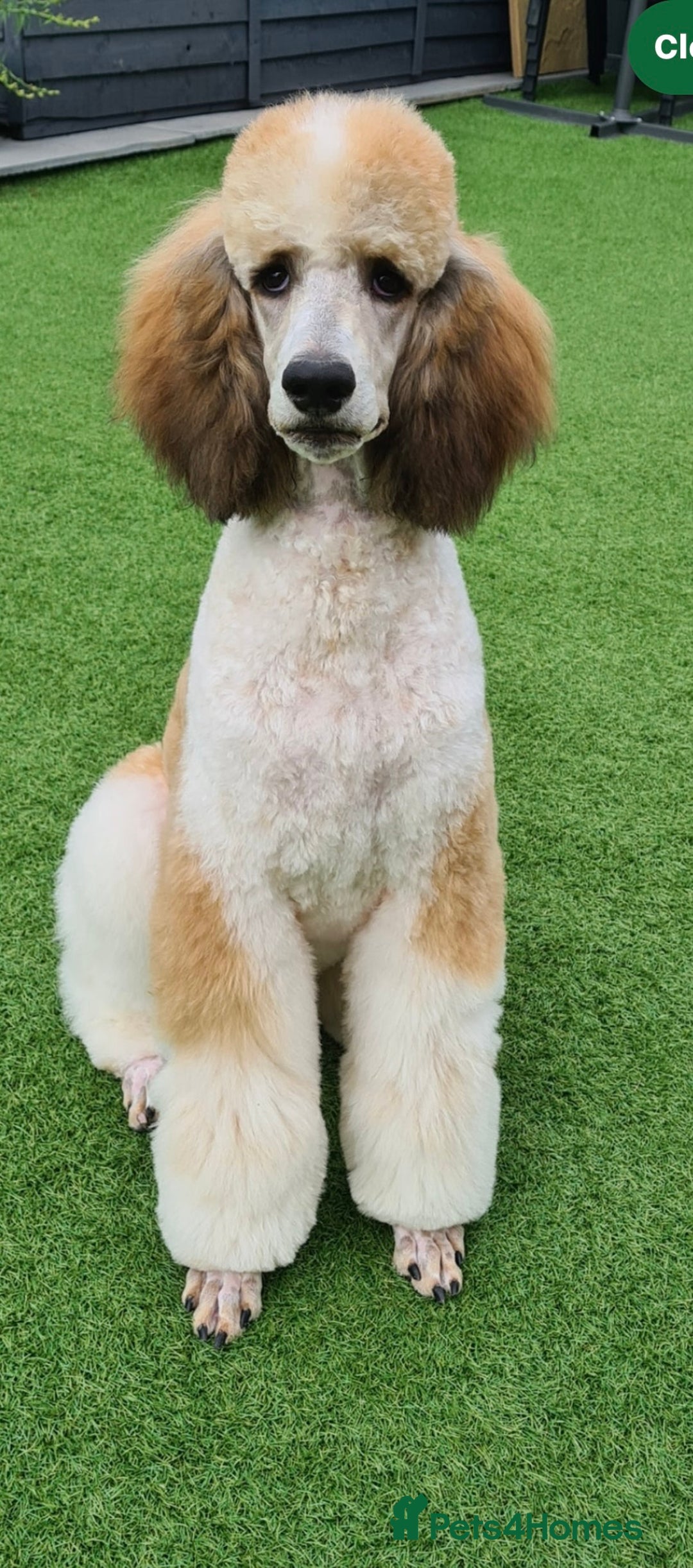 Standard Poodle dogs for sale: Exceptional Standard Parti Poodle puppies due  - Advert 7