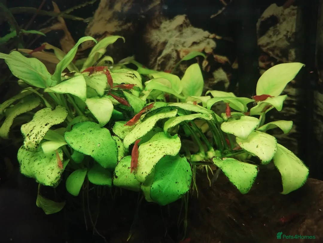 Shrimps fish for sale: Red cherry shrimps - Advert 3