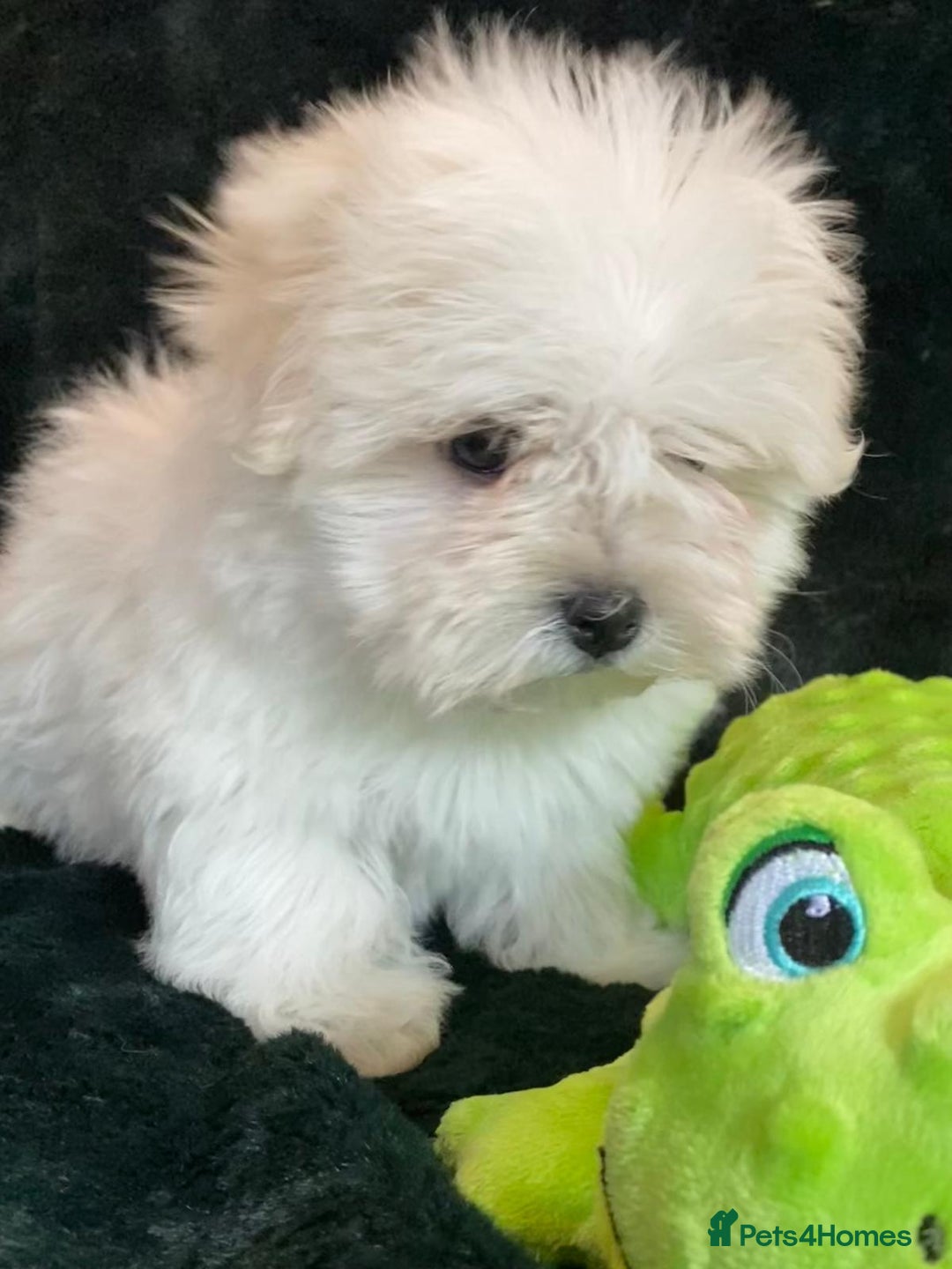 Maltese dogs for sale: Maltese puppies for sale  - Advert 9
