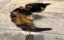 Mixed Breed cats for sale: Mixed Persian and Turkish Angora Kittens  - Image 7
